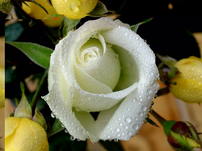 白玫瑰 玫瑰中的一种 玫瑰花有紫 白两种 形似蔷薇和月季 玫瑰在植物分类学上是指蔷薇科蔷薇属灌木 Rosa Rugosa 在日常生活中是蔷薇 属一系列花大艳丽的栽培品种的统称 这些栽培品种在植物分类学上应称做月季或蔷薇 堆糖 美图壁纸兴趣社区