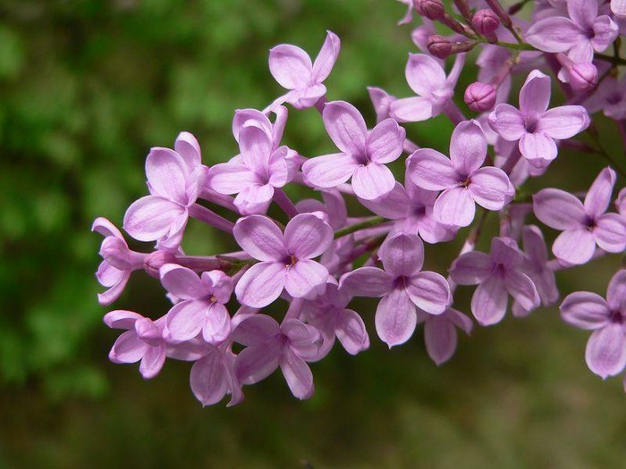 丁香属(syringa,又称紫丁香属,该属多种植物的统称为丁香,别名百结