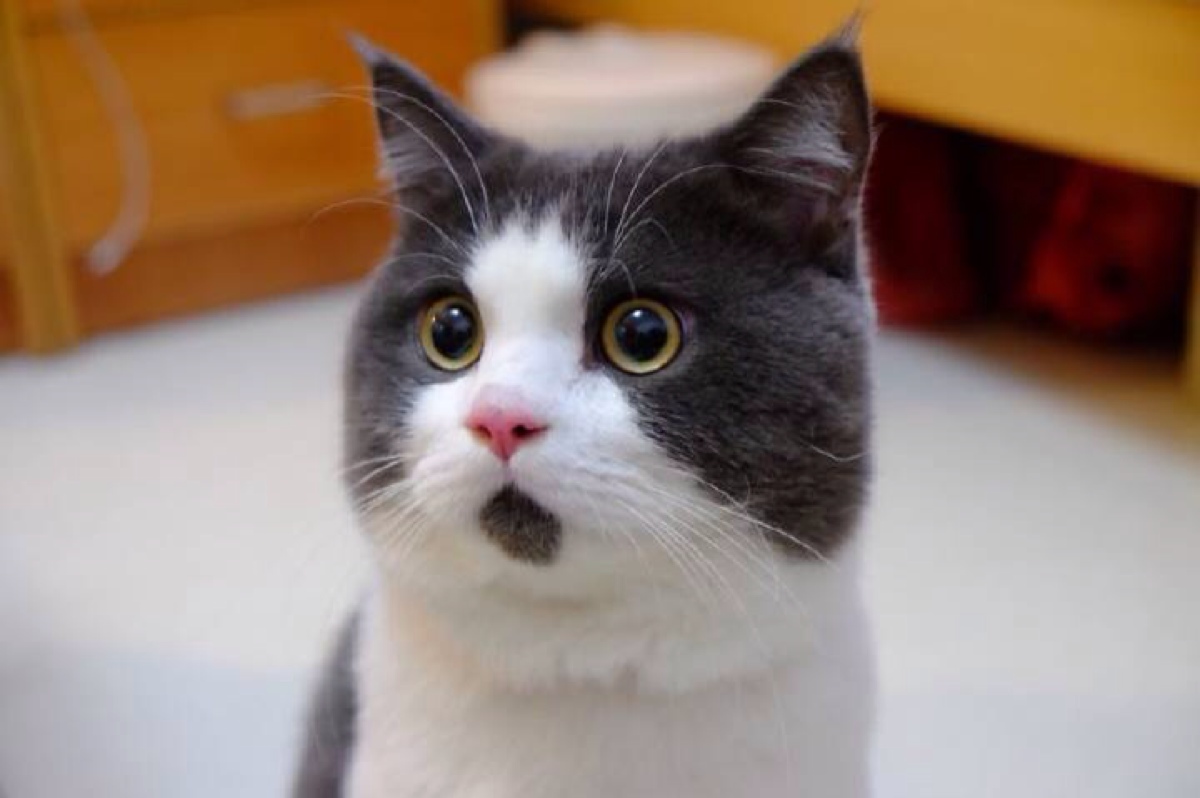 网红猫表情包|猫咪惊讶张嘴表情包|一只胖猫双下巴表情包萌萌哒的猫咪表情包来一波 - 知乎