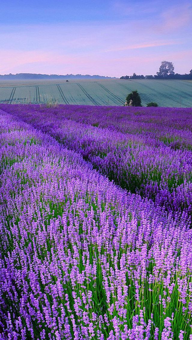 lavender in provence, france.法国普罗旺斯薰衣草.