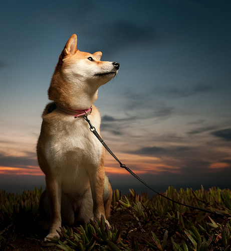 日本秋田犬 堆糖 美图壁纸兴趣社区