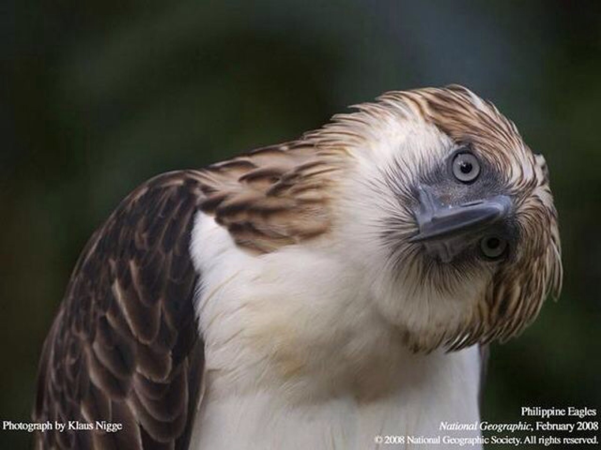 philippine eagle 食猴鹰 或菲律宾鹰