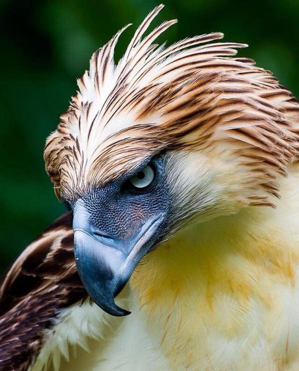 philippine eagle 食猴鹰 或菲律宾鹰