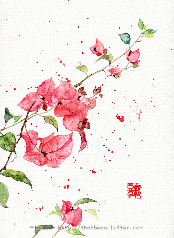 水彩插画—三角梅