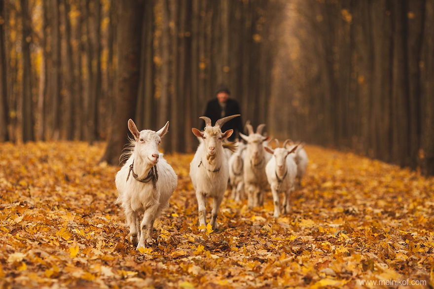 秋天是一个异常繁忙的季节,人们忙着收获,动物们也准备囤积过冬的食物