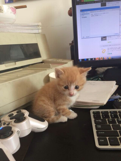 有没有觉得我的小猫咪很乖?哈哈