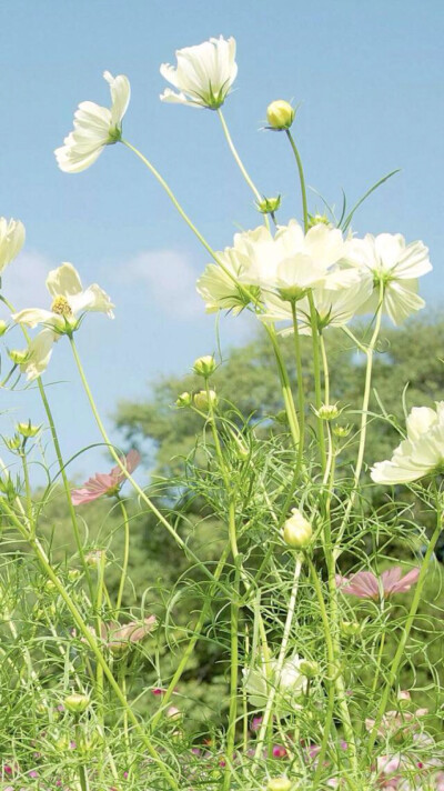 苹果6壁纸"花草