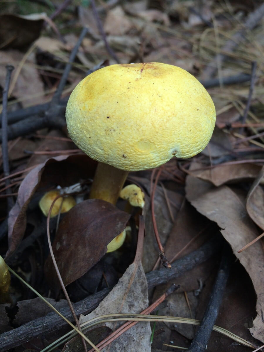 黄色蘑菇.