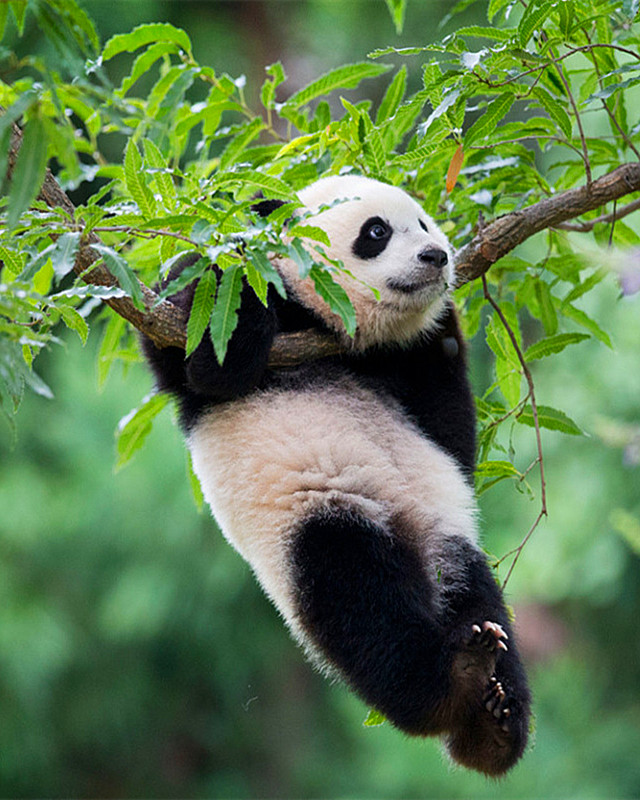 美国华盛顿国家动物园内,一只大熊猫宝宝正悬挂于一棵树上快乐地玩耍.