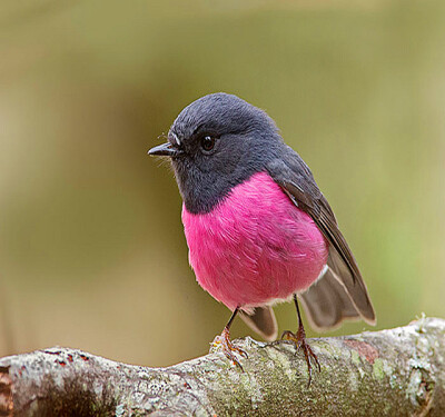 pink robin(粉红罗宾鸟),蛋也是彩色的喔.