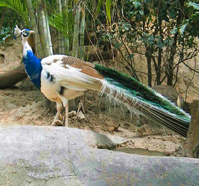 white blue peacock(白蓝孔雀,比普通孔雀看着还奇妙.