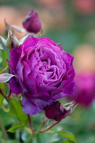 平阴紫蓝玫瑰花园 堆糖 美图壁纸兴趣社区