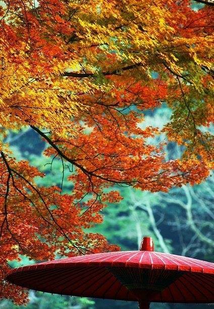 霜降之后 日本京都枫叶渐渐转红 这时就会举行红叶狩 もみじがり