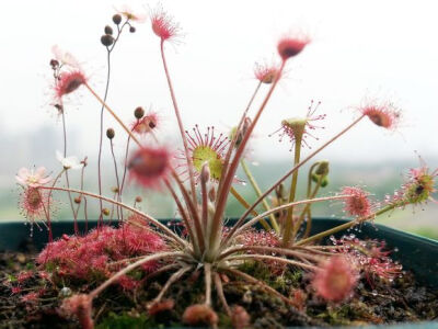 孔雀茅膏菜(孔雀毛毡苔)drosera paradoxa ,茅膏菜科茅膏菜属.