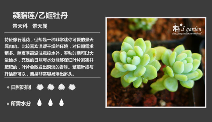 二木花花男的 150种常见多肉植物图鉴 113 凝脂莲sedum Clavatum 堆糖 美图壁纸兴趣社区