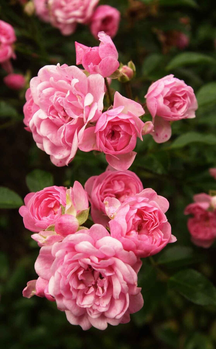 花园玫瑰月季蔷薇 堆糖 美图壁纸兴趣社区