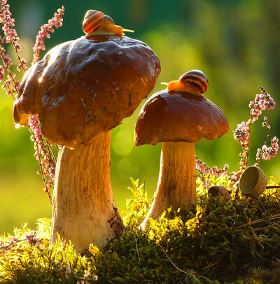 森林中的梦幻蘑菇.