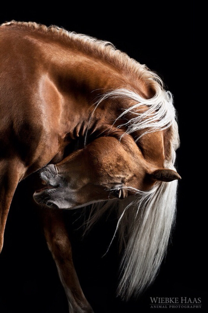 德国动物摄影师wiebke haas拍摄的照片,展现了马的高贵,灵动的特性.
