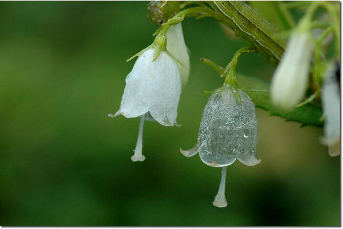 日本存在淋雨后花朵会变透明化的真实植物,主要分布于本州岛北部至