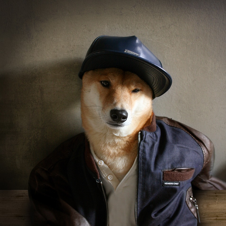 bodhi - menswear dog