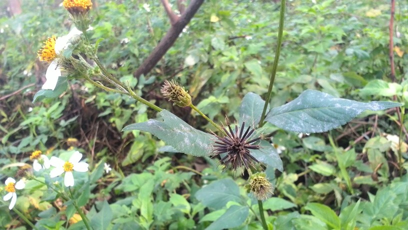 白花鬼针草的针形果实很容易黏在衣服上哦