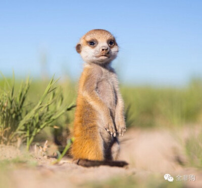 这世间绝无仅有的可爱小精灵狐獴meerkats,可能很多人会叫它们蒙哥.