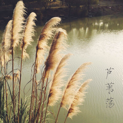 西溪湿地大水塘儿
