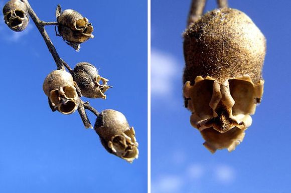 金鱼草 antirrhinum majus,玄参科金鱼草属.