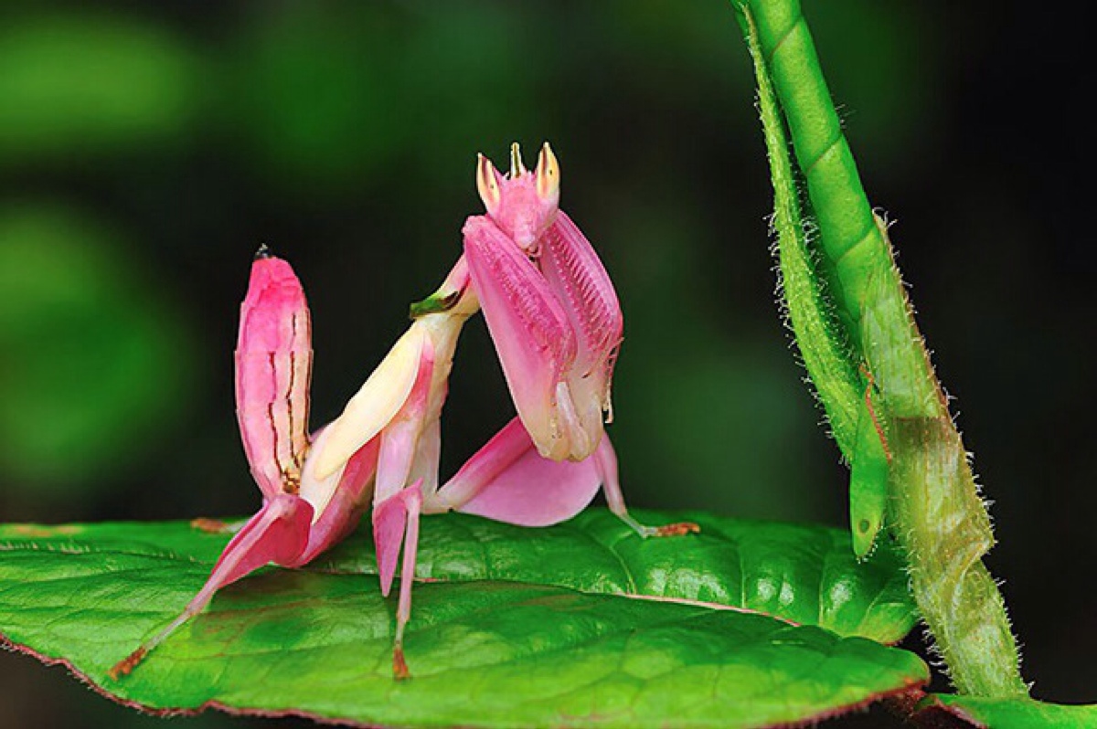 pink orchid mantis(粉色兰花螳螂,保护色如此美丽