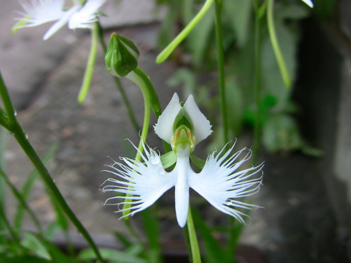 白蝶兰属 pecteilis,狭叶白蝶兰 pecteilis radiata.