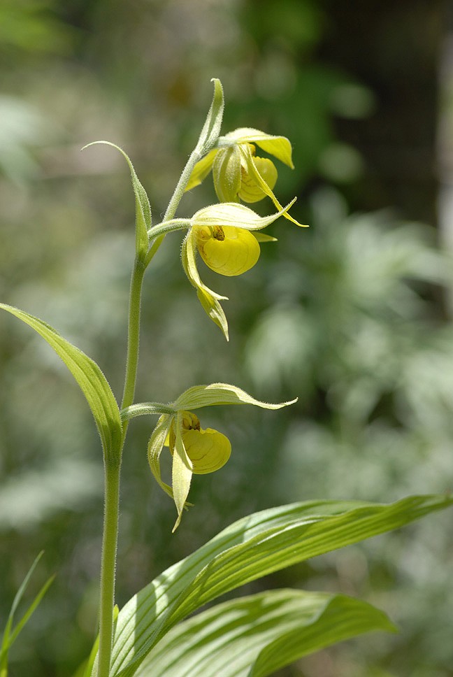 杓兰属 cypripedium,绿花杓兰 cypripedium henryi,陆生兰,分布于