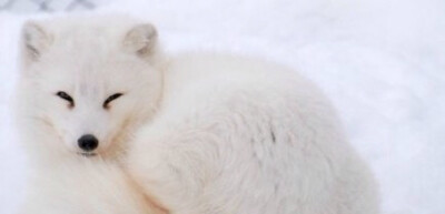 北极狐,萌到雪都融化!