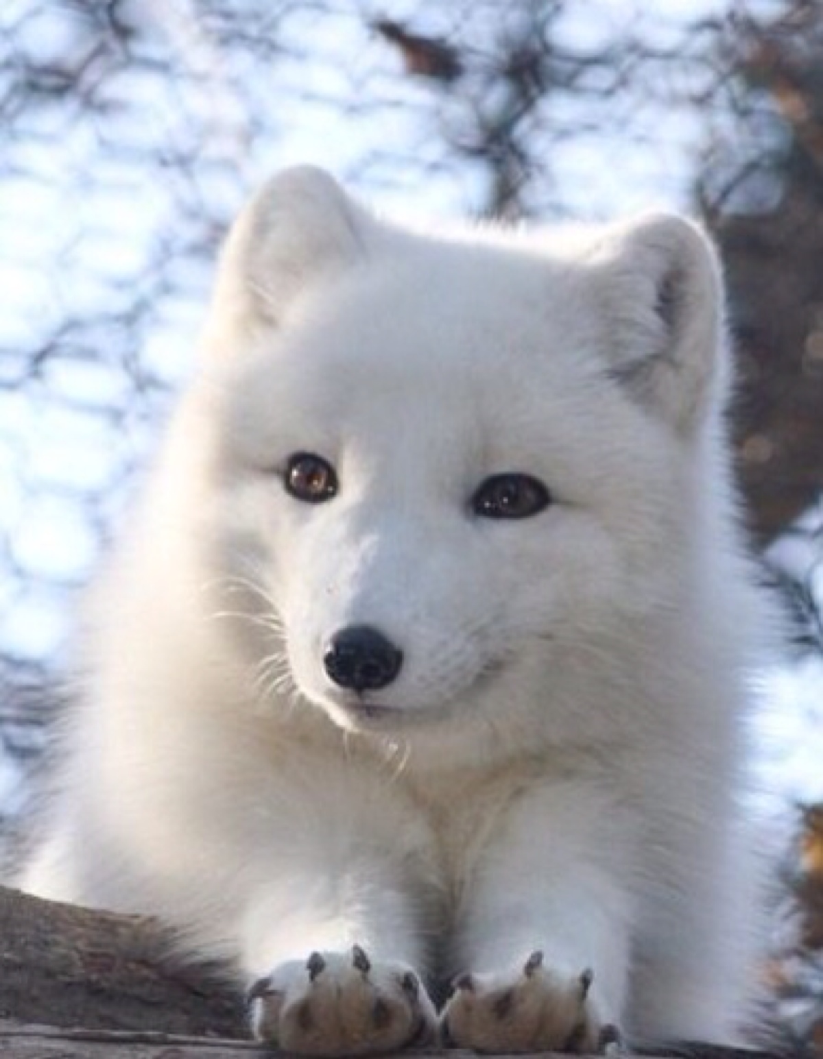 可爱的北极狐 动画动物平面设计 白色背景中突显的矢量图 北极白狐 库存例证 - 插画 包括有 敬慕, 动画片: 138848333