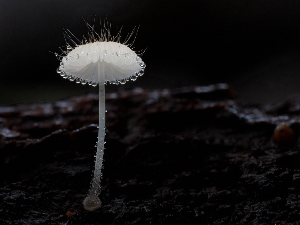 fwist  2014年11月23日 12:24   关注  真菌 蘑菇 评论 收藏