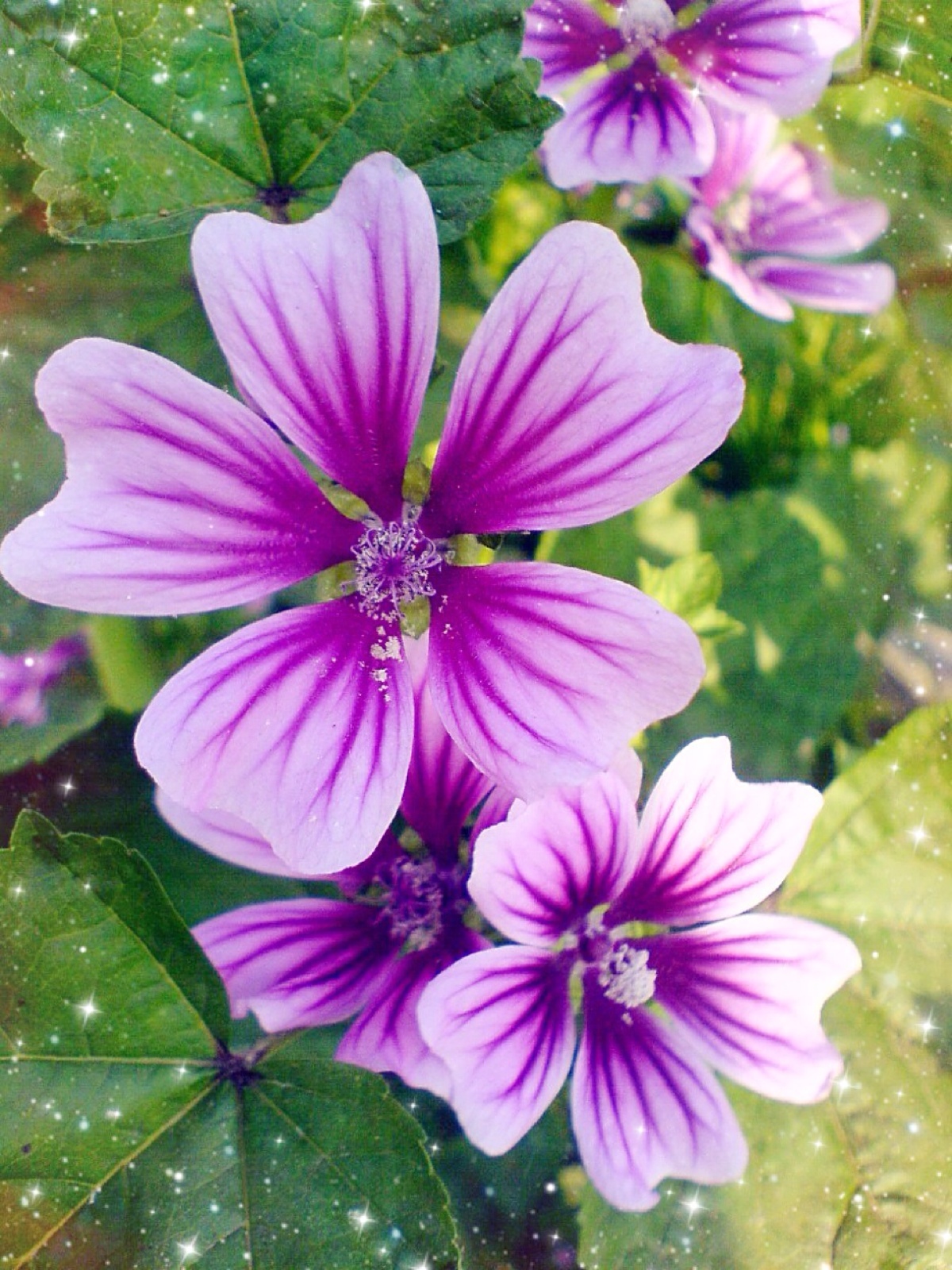 紫色 花 種類 - Homu Interia