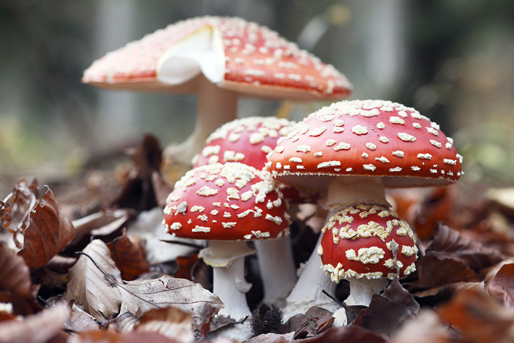 毒蝇鹅膏菌(毒蝇伞 amanita muscaria