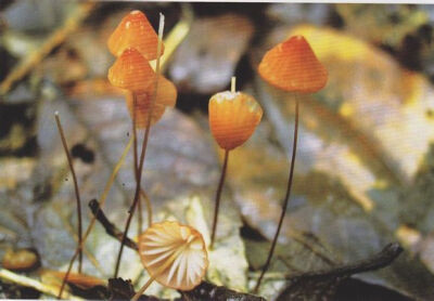 琥珀小皮伞(干小皮伞)marasmius siccus