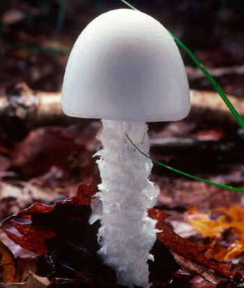 鳞柄白鹅膏 amanita virosa