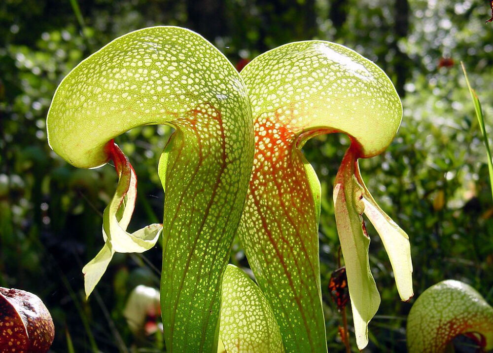 眼镜蛇草 darlingtonia californica,瓶子草科眼镜蛇草属.