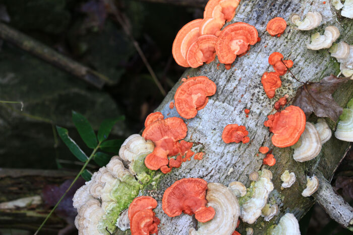 血红栓菌 trametes sanguinea(血红密孔菌 pycnoporus sanguineus)