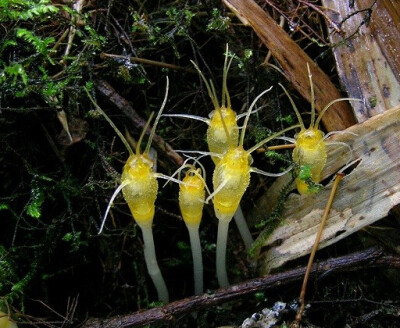 收集 点赞 评论 三丝水玉杯 thismia tentaculata,水玉杯科