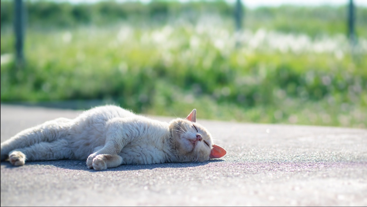 在冬天就想当一只晒太阳的猫