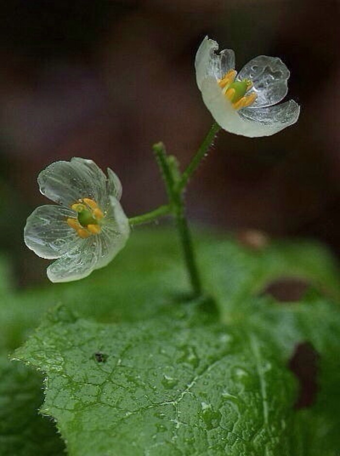 冰莲,淋雨后会变透明的花!感谢造物主的神奇
