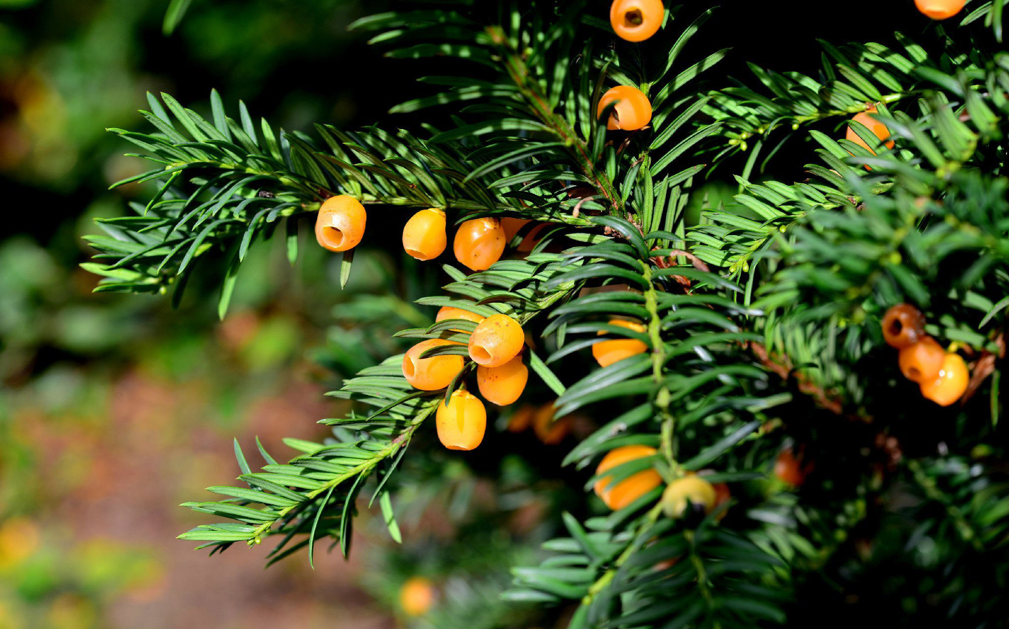 欧洲红豆杉品种 taxus baccata'lutea 堆糖,美图壁纸兴趣社区