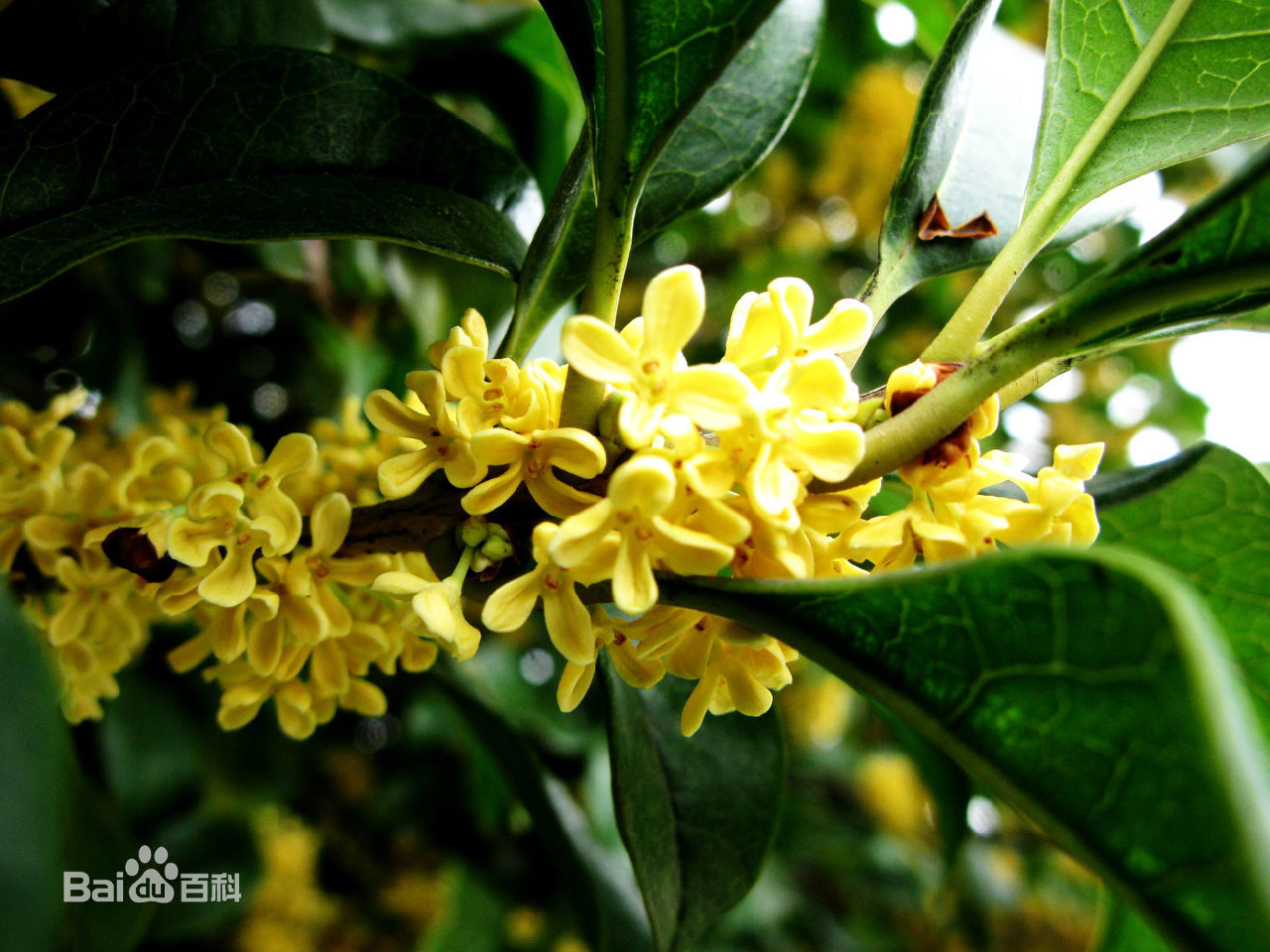 木樨花(桂花)