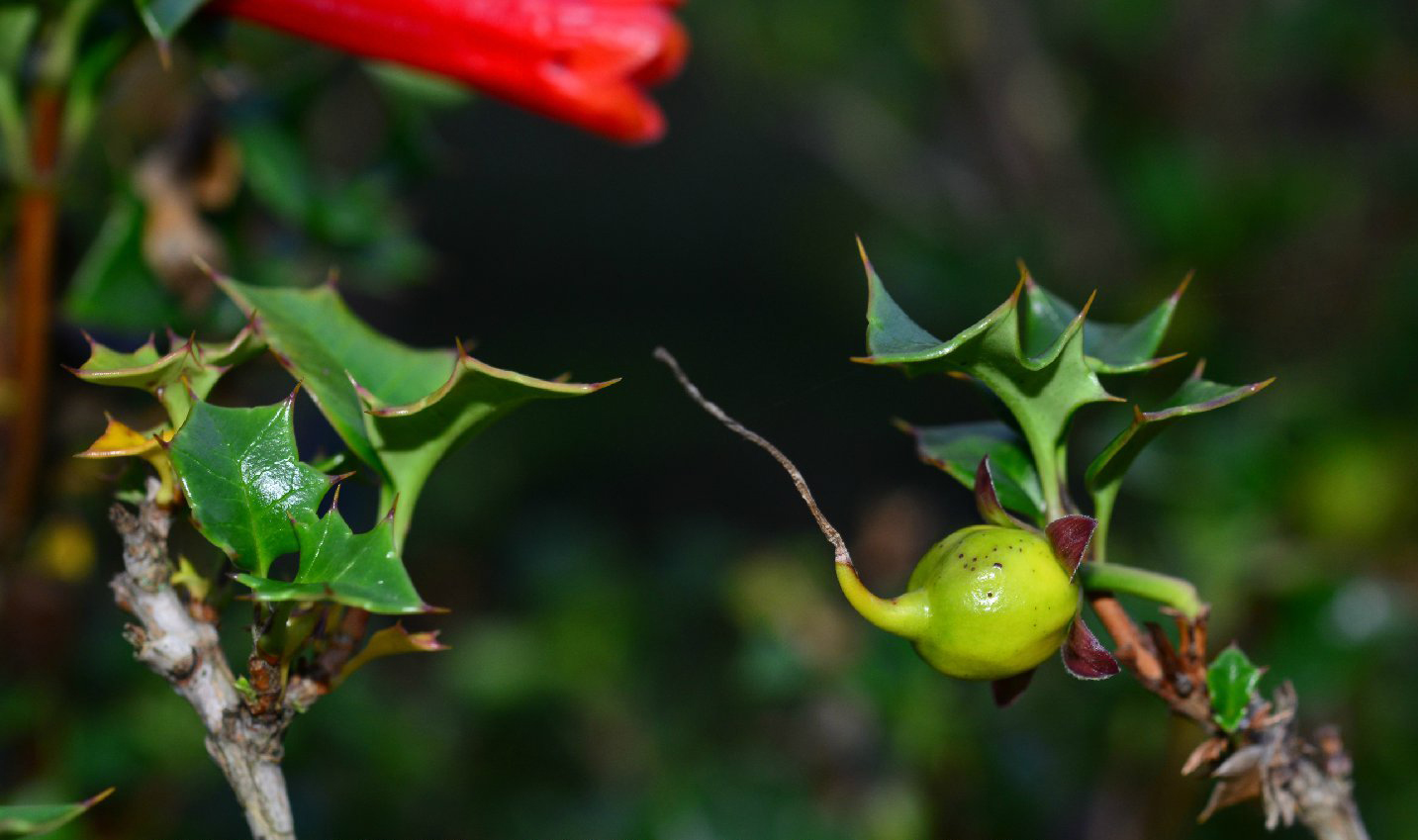 desfontainia fulgens,虎刺叶科虎刺叶属.