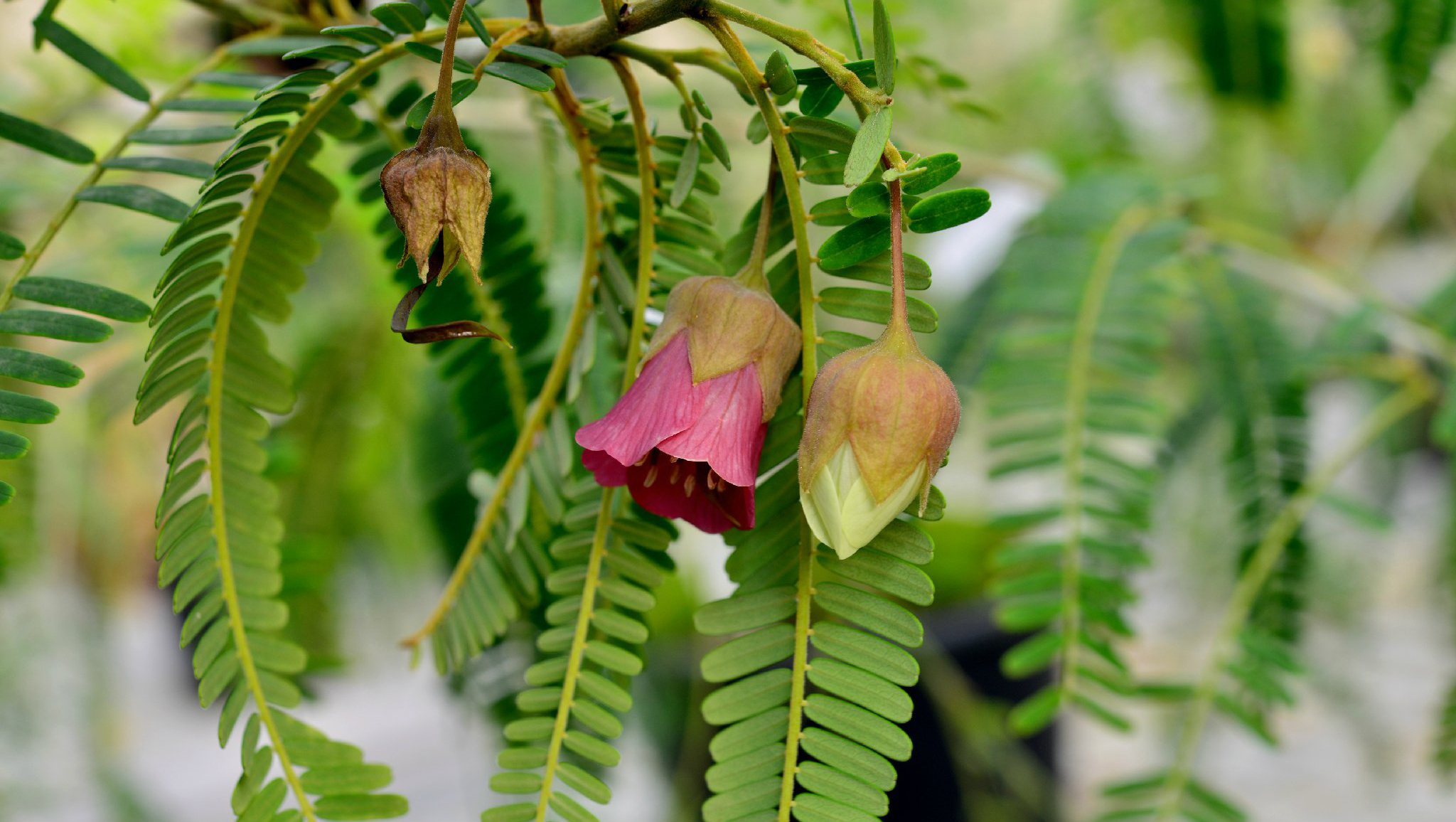 紫花风铃豆 cadia purpurea,豆科风铃豆属.花型完全看不出是豆科.