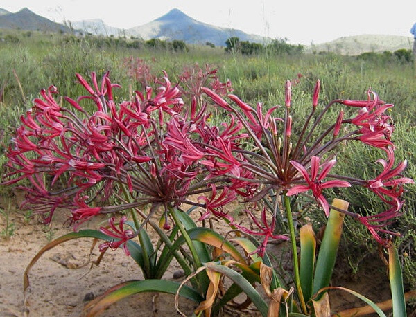 Nerine Sp 石蒜科纳丽花属 这个属跟石蒜属是近缘 堆糖 美图壁纸兴趣社区