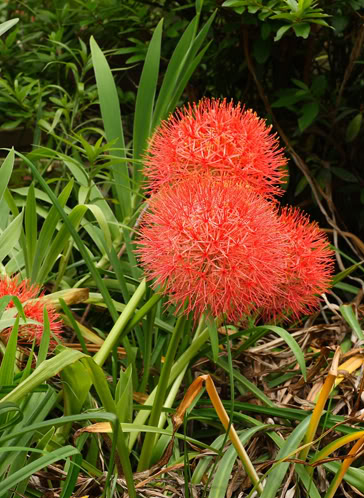 火球花 scadoxus multiflorus ,石蒜科火球花属.