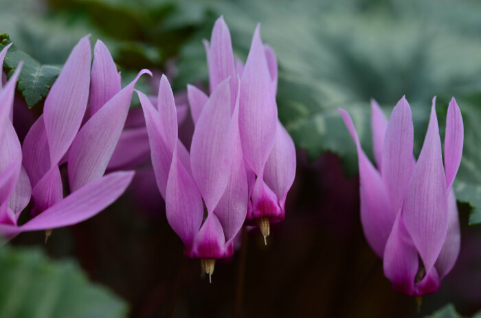 天竺葵叶仙客来 cyclamen rohlfsianum ,报春花科仙客来属.